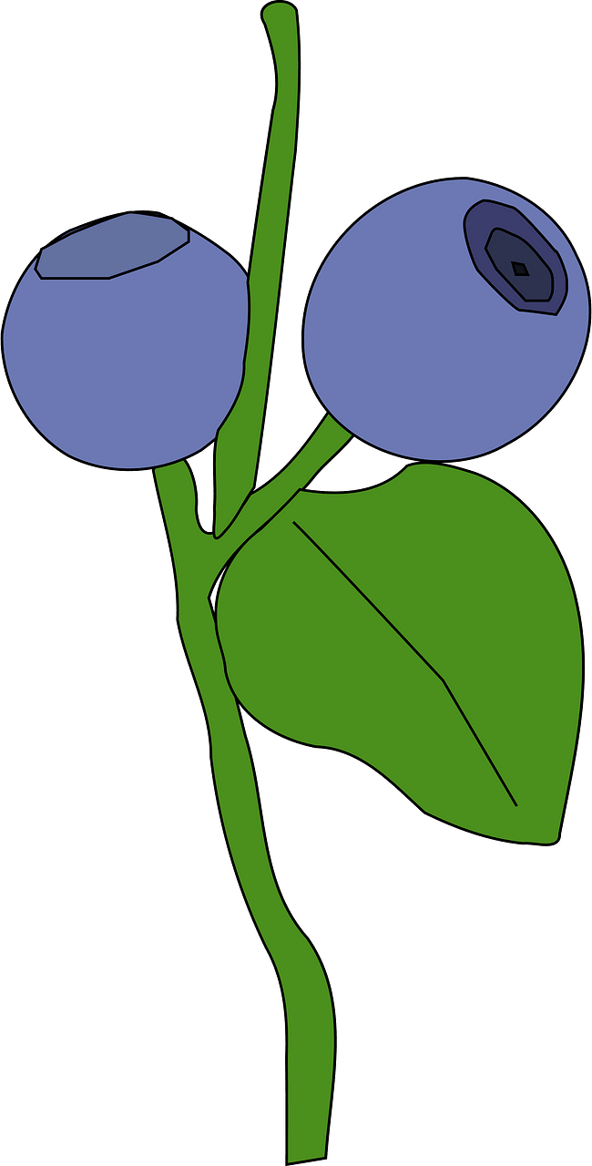 Черника
