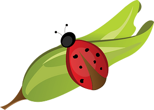 Ladybug