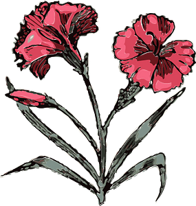 Carnation