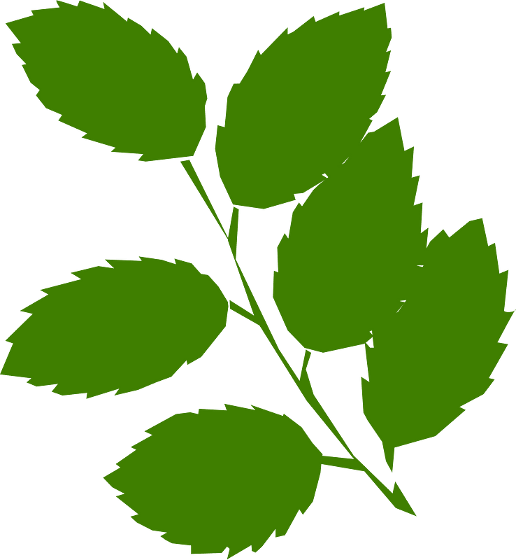 Daun-daun