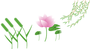 Setaria viridis