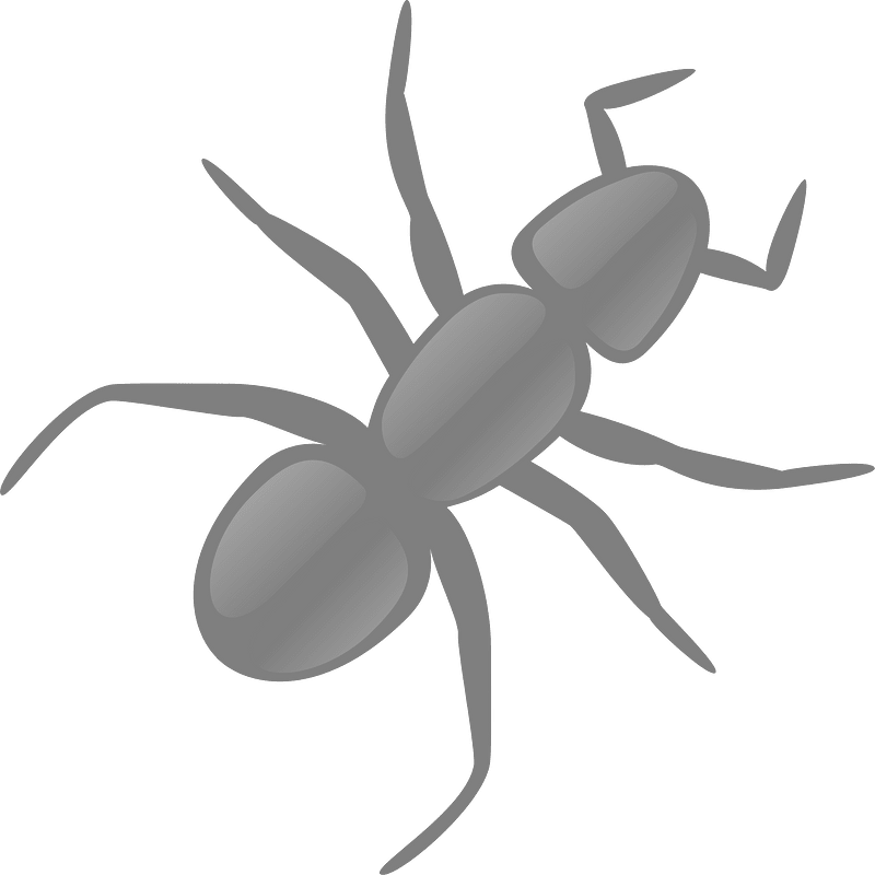 Ant