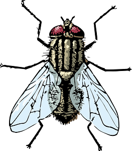 Fly