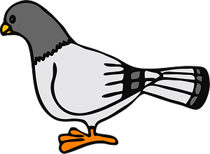Pigeon