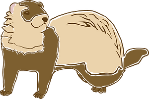 Ferret