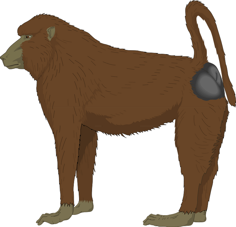 Baboon - Free vector clipart images on creazilla.com