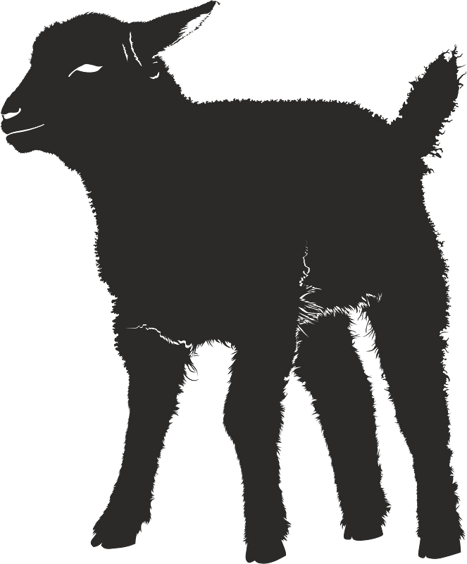 Lamb