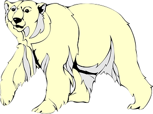 Polar bear