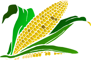 Corn