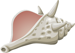 Conch seashell