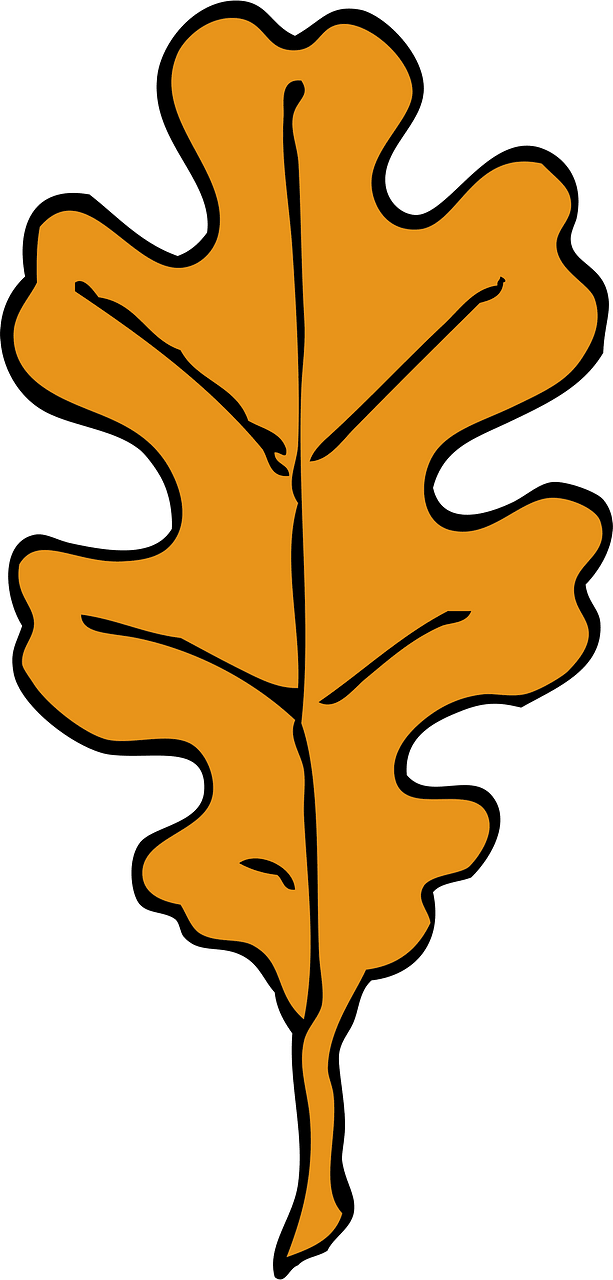 Oak leaves