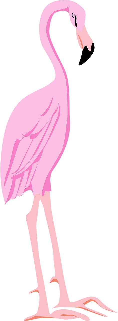 火烈鳥