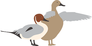 Ducks