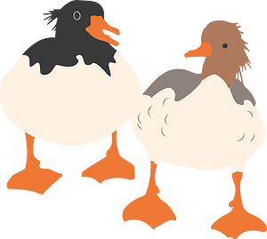 Ducks