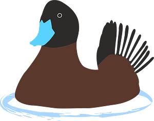 Ducks