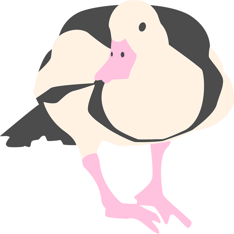 鸭子