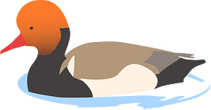 Ducks