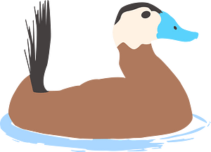 鸭子