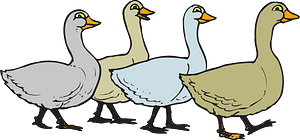 Geese