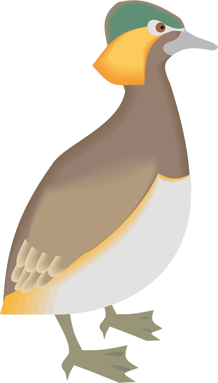 鸟