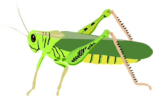 Grasshopper