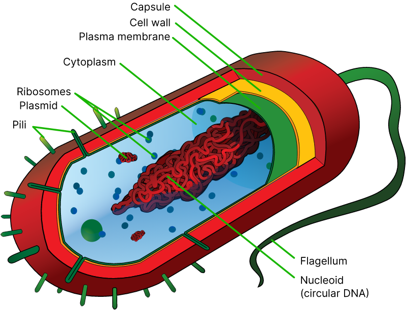 Diagram of a Prokaryote Cell