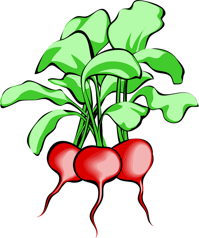 Bunch of Radishes with Stems