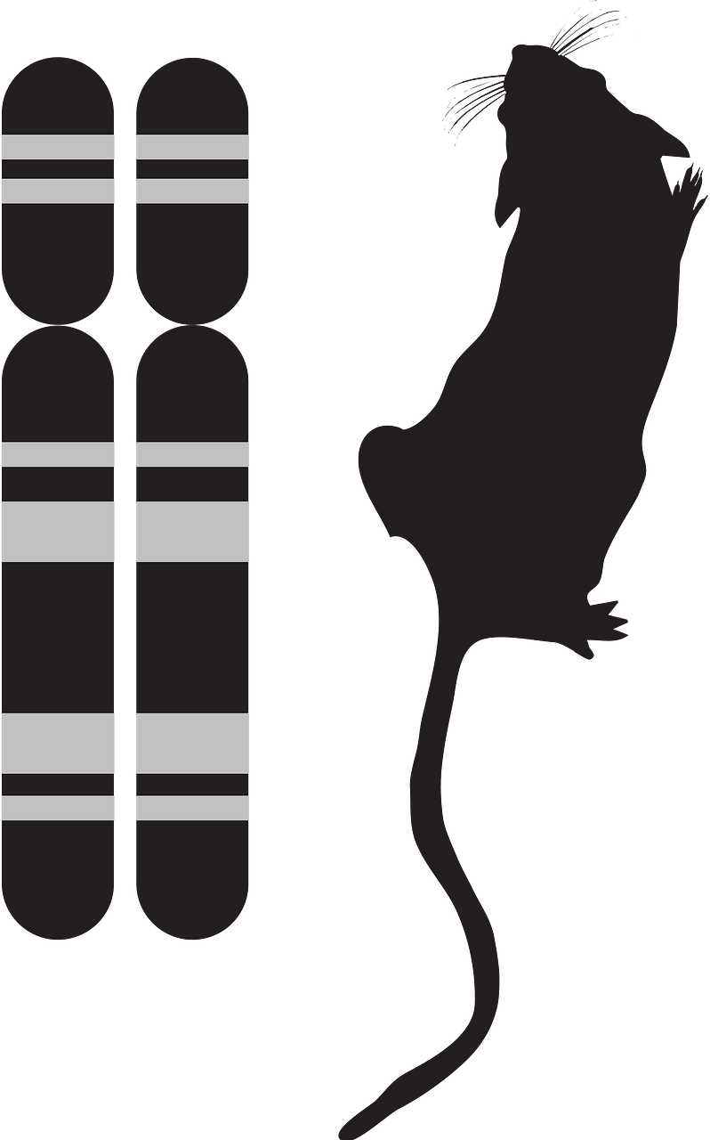 Genotype and phenotype icon