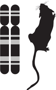 Genotype and phenotype icon