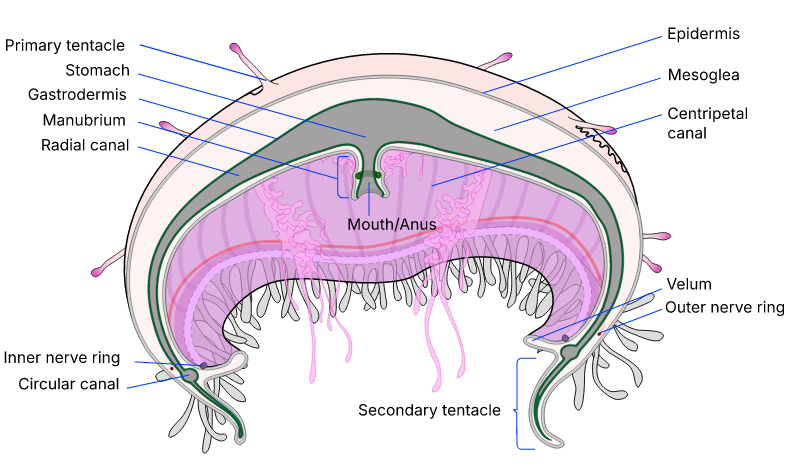 Cross section of Flower hat jelly