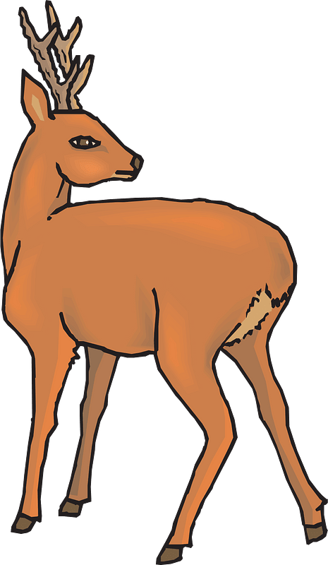 Deer