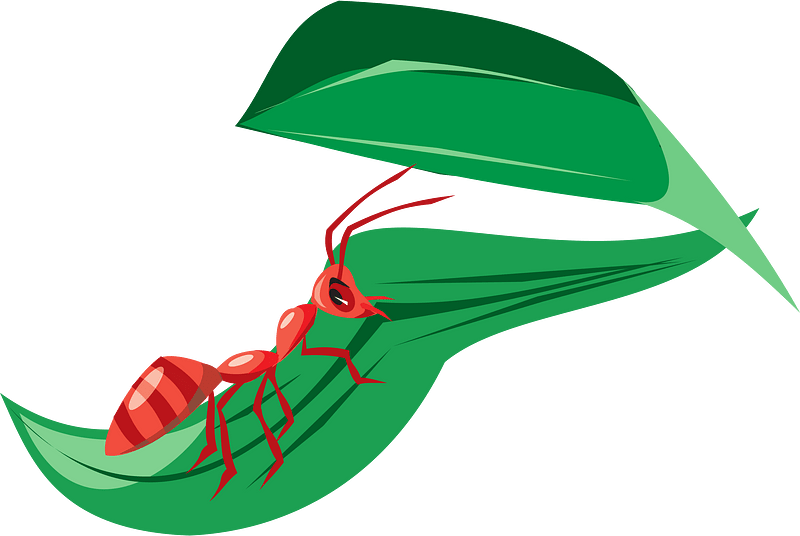 Ant