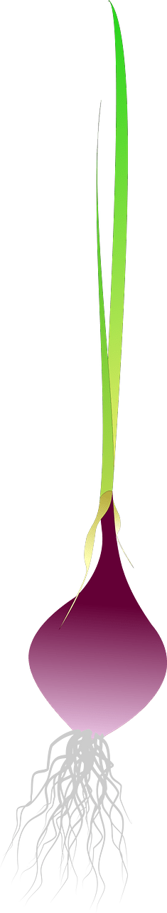 Shallot