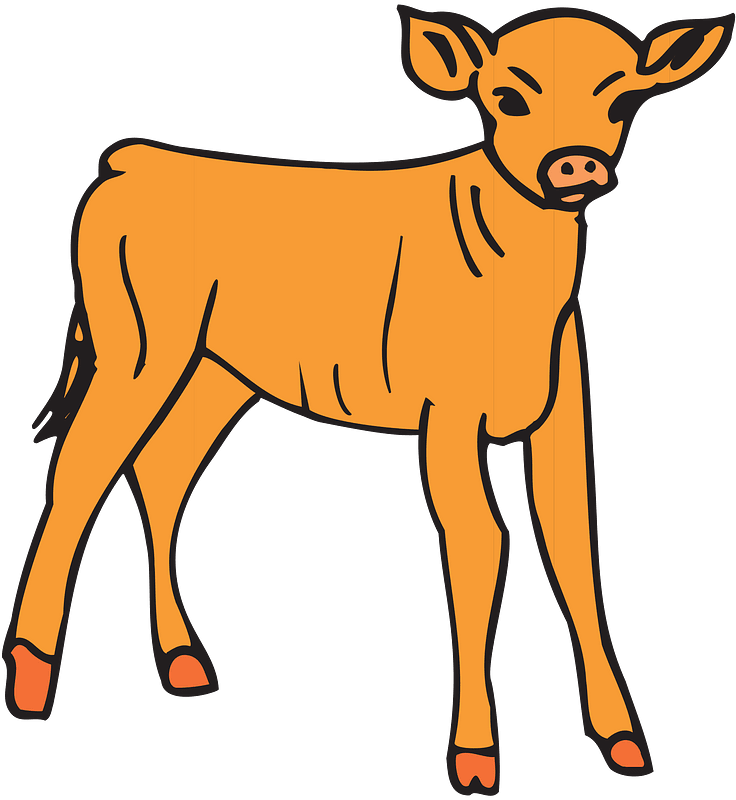 Baby cow