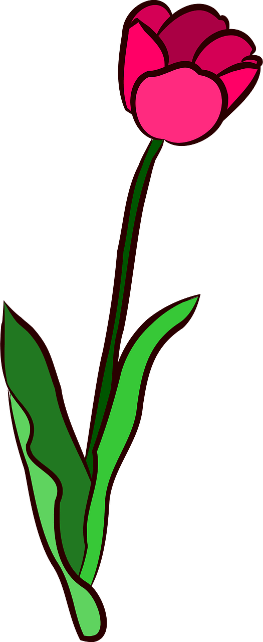 Tulipe