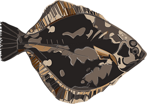 Stone flounder
