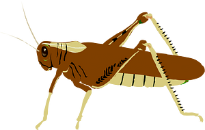 Locust