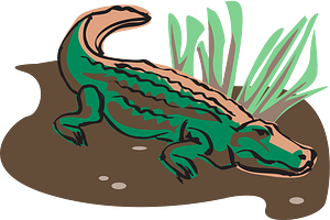 Crocodile