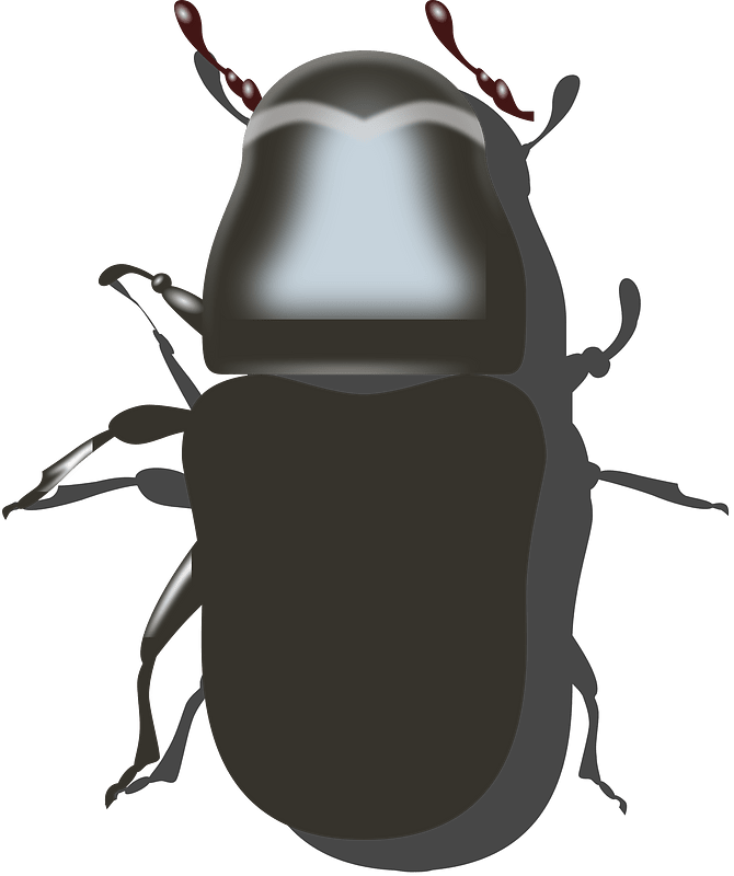 Bug