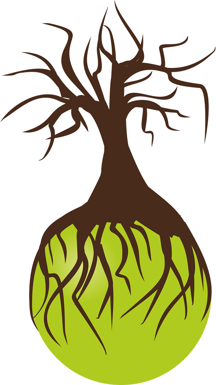 Pohon