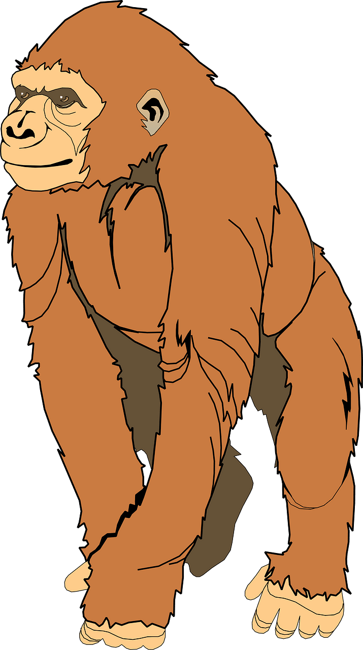 Ape