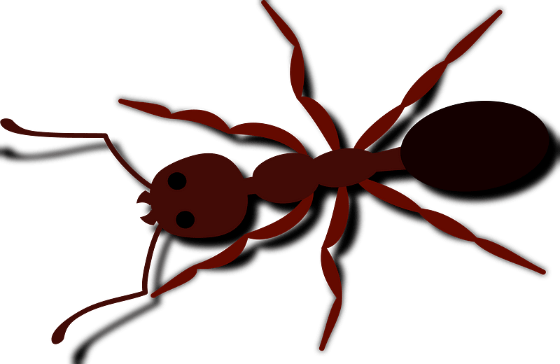 Ant