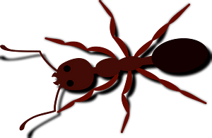 Ant