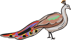 Peacock