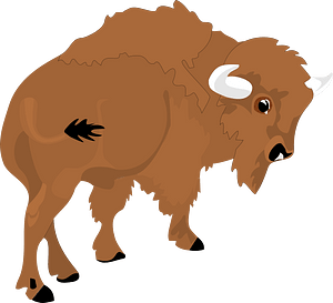 Bison