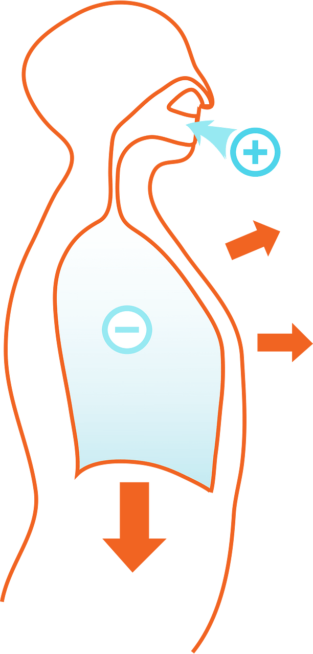Pulmones