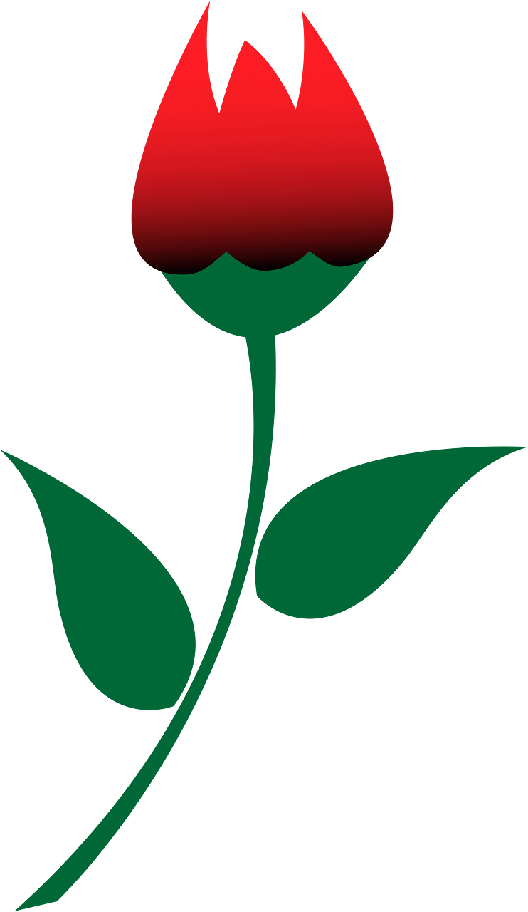 玫瑰花