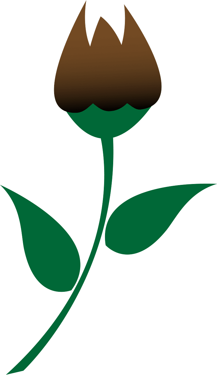 장미