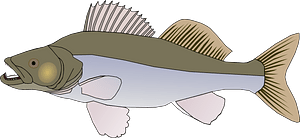 Perch
