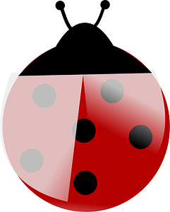 Coccinelle